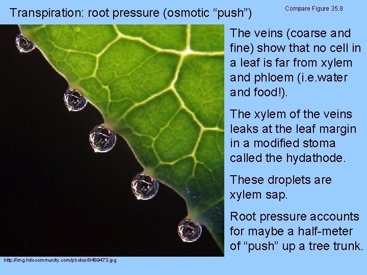 Transpiration: root pressure (osmotic “push”) Compare Figure 35. 8 The veins (coarse and fine)