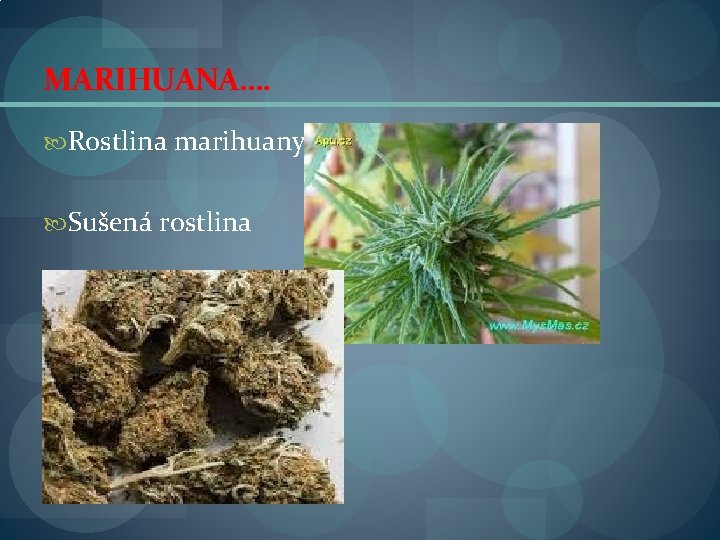 MARIHUANA…. Rostlina marihuany Sušená rostlina 