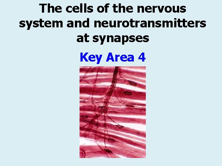 The cells of the nervous system and neurotransmitters at synapses Key Area 4 