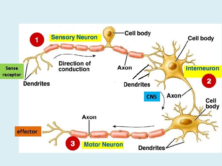 Sense receptor CNS effector Sense receptor CNS effector