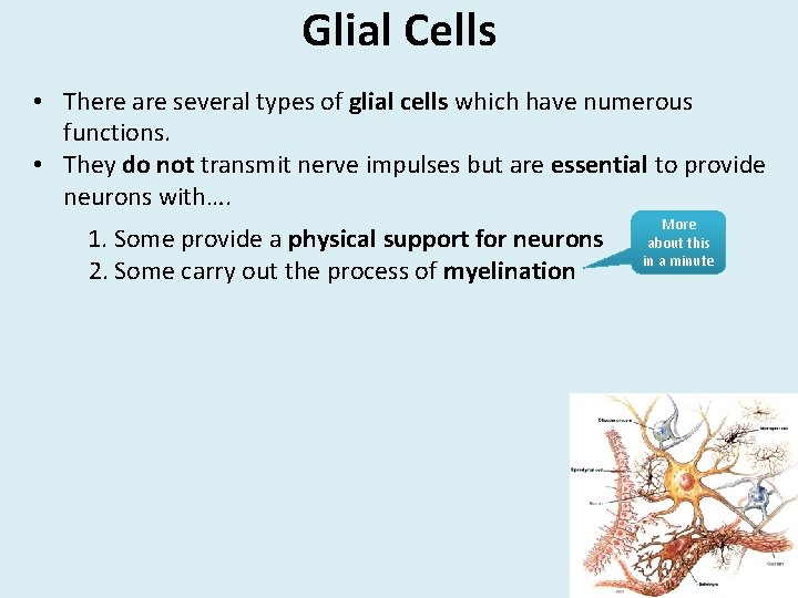 Glial Cells • There are several types of glial cells which have numerous functions.