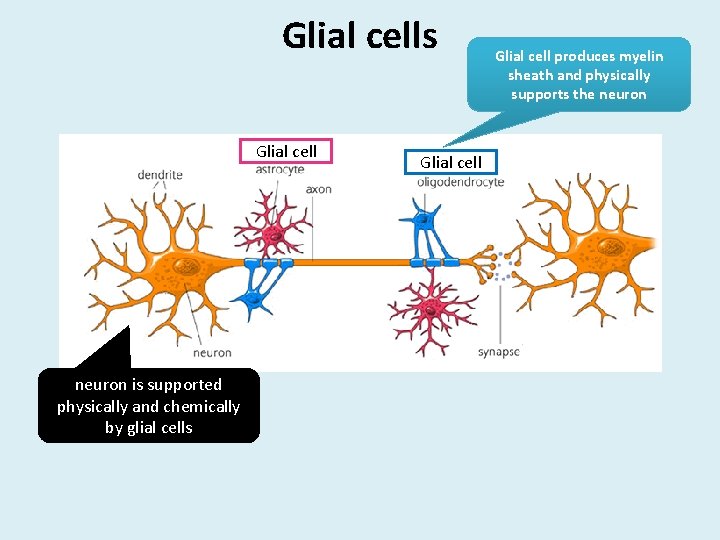 Glial cells Glial cell neuron is supported physically and chemically by glial cells Glial
