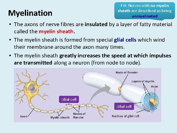 FYI: Nerves with no myelin sheath are described as being unmyelinated Myelination • The