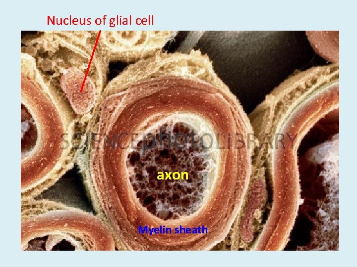 Nucleus of glial cell axon Myelin sheath 