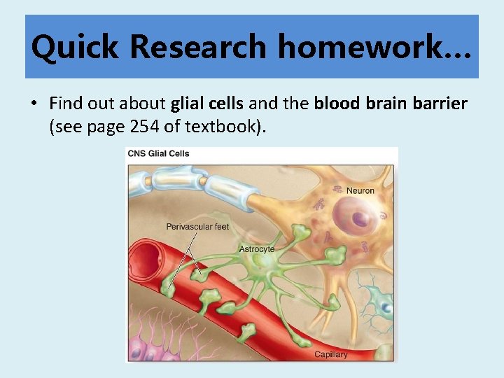 Quick Research homework… • Find out about glial cells and the blood brain barrier