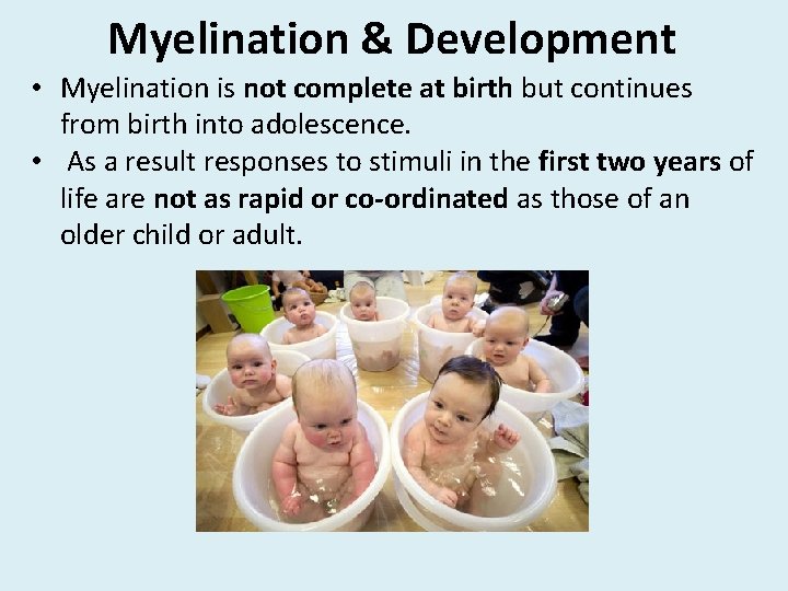 Myelination & Development • Myelination is not complete at birth but continues from birth