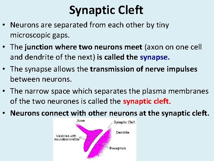 Synaptic Cleft • Neurons are separated from each other by tiny microscopic gaps. • Synaptic Cleft • Neurons are separated from each other by tiny microscopic gaps. •