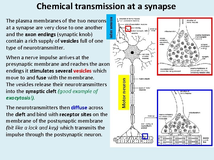 When a nerve impulse arrives at the presynaptic membrane and reaches the axon endings