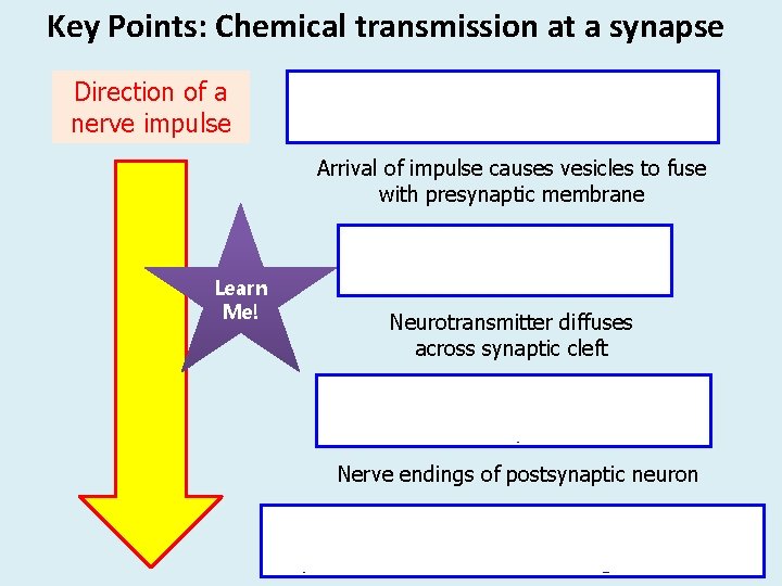 Key Points: Chemical transmission at a synapse Direction of a nerve impulse Impulse reaches