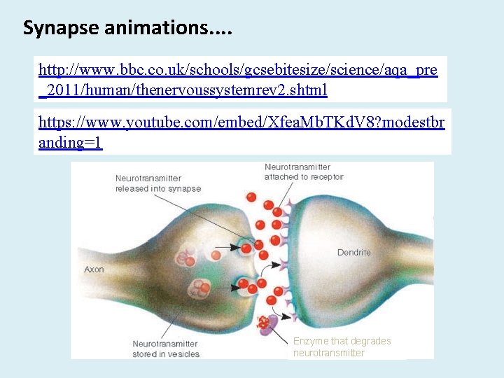 Synapse animations. . http: //www. bbc. co. uk/schools/gcsebitesize/science/aqa_pre _2011/human/thenervoussystemrev 2. shtml https: //www. youtube.