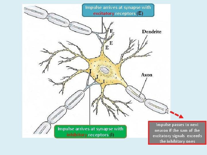 Impulse arrives at synapse with excitatory receptors (E) Impulse arrives at synapse with inhibitory Impulse arrives at synapse with excitatory receptors (E) Impulse arrives at synapse with inhibitory