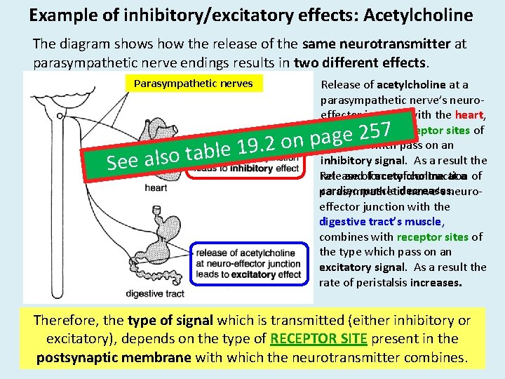Example of inhibitory/excitatory effects: Acetylcholine The diagram shows how the release of the same Example of inhibitory/excitatory effects: Acetylcholine The diagram shows how the release of the same