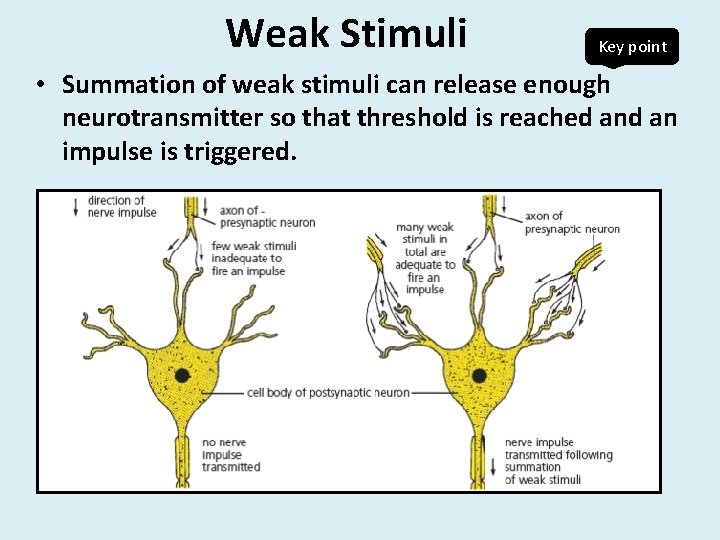 Weak Stimuli Key point • Summation of weak stimuli can release enough neurotransmitter so Weak Stimuli Key point • Summation of weak stimuli can release enough neurotransmitter so