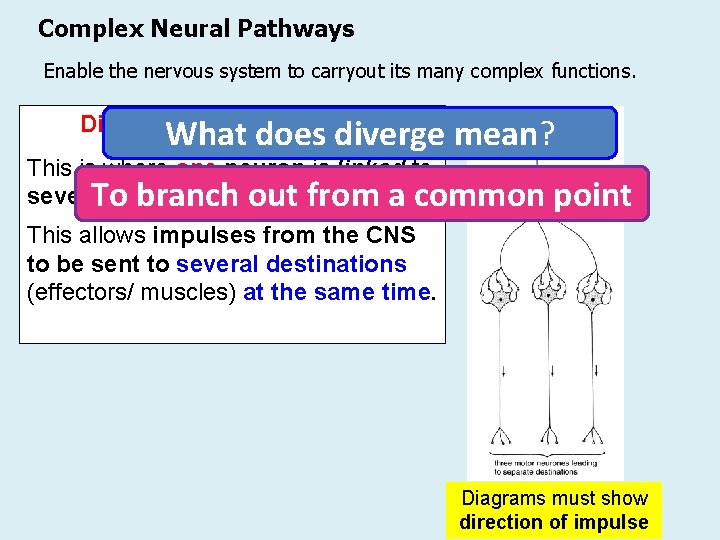 Complex Neural Pathways Enable the nervous system to carryout its many complex functions. What