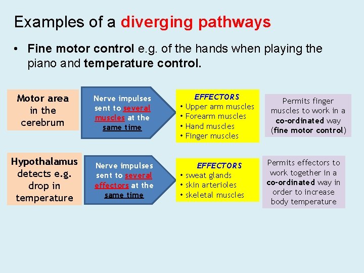 Examples of a diverging pathways • Fine motor control e. g. of the hands