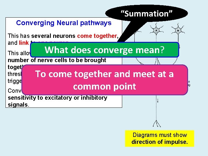 “Summation” Converging Neural pathways This has several neurons come together, and link to one “Summation” Converging Neural pathways This has several neurons come together, and link to one