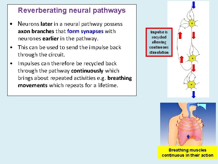 Reverberating neural pathways Neurons later in a neural pathway possess axon branches that form