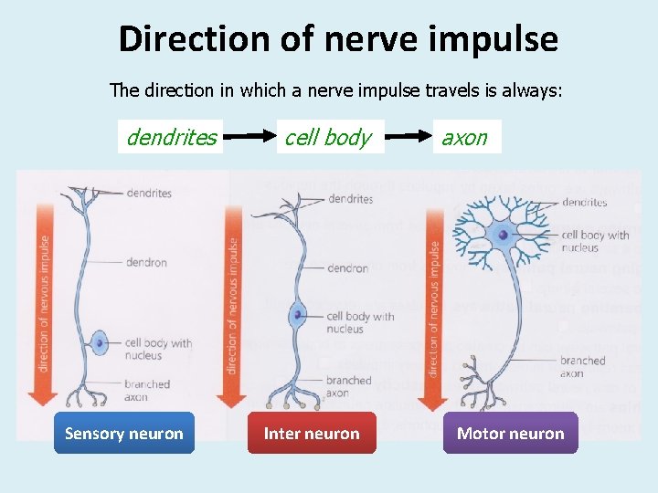Direction of nerve impulse The direction in which a nerve impulse travels is always: