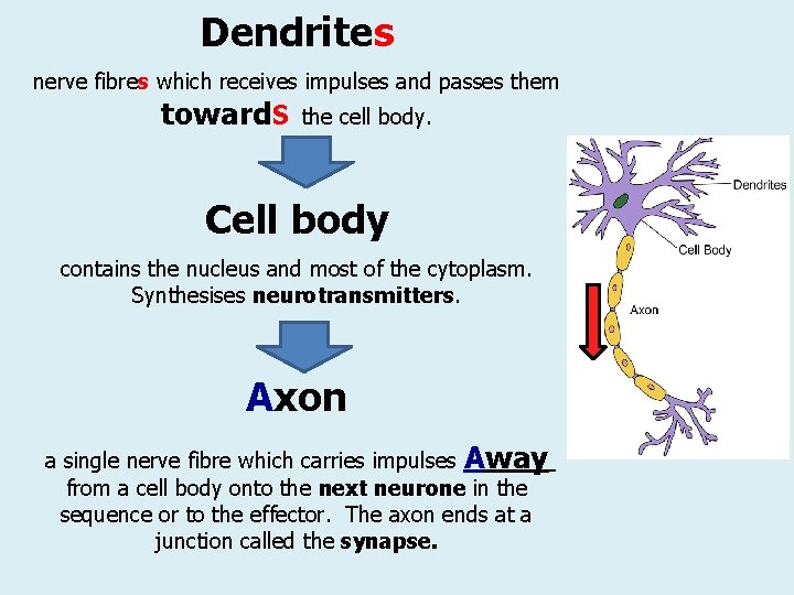 Dendrites nerve fibres which receives impulses and passes them toward. S the cell body. Dendrites nerve fibres which receives impulses and passes them toward. S the cell body.
