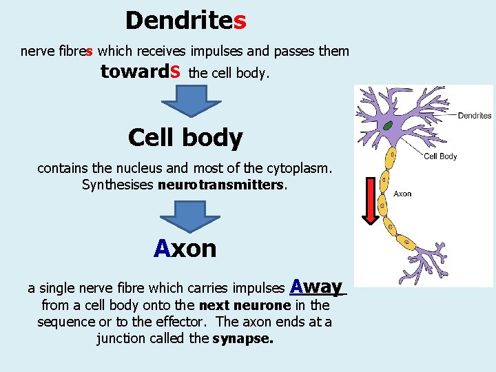 Dendrites nerve fibres which receives impulses and passes them toward. S the cell body.