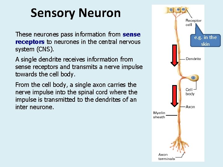 Sensory Neuron These neurones pass information from sense receptors to neurones in the central Sensory Neuron These neurones pass information from sense receptors to neurones in the central
