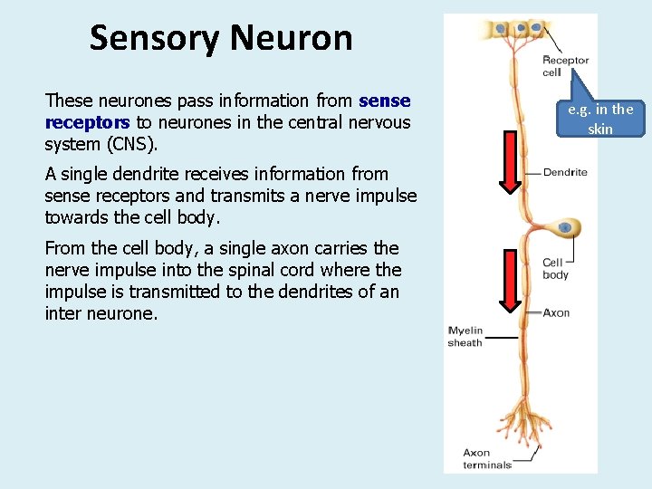 Sensory Neuron These neurones pass information from sense receptors to neurones in the central