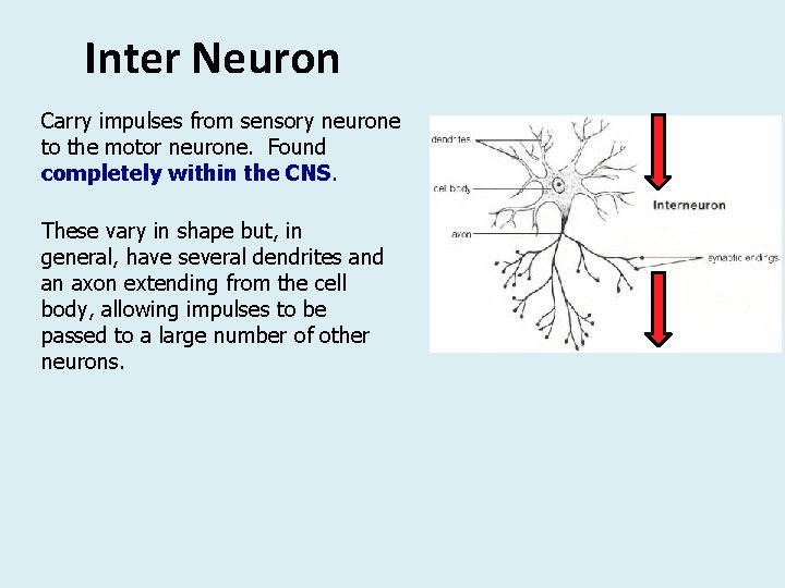 Inter Neuron Carry impulses from sensory neurone to the motor neurone. Found completely within Inter Neuron Carry impulses from sensory neurone to the motor neurone. Found completely within