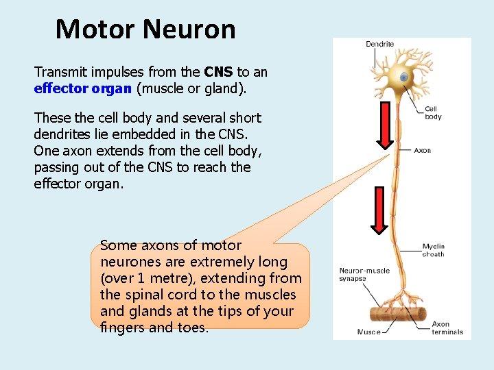 Motor Neuron Transmit impulses from the CNS to an effector organ (muscle or gland).