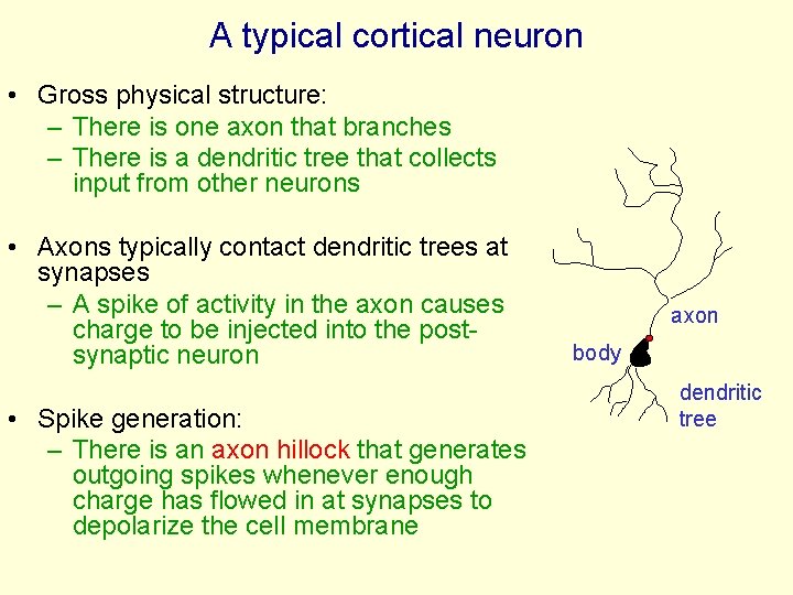 A typical cortical neuron • Gross physical structure: – There is one axon that