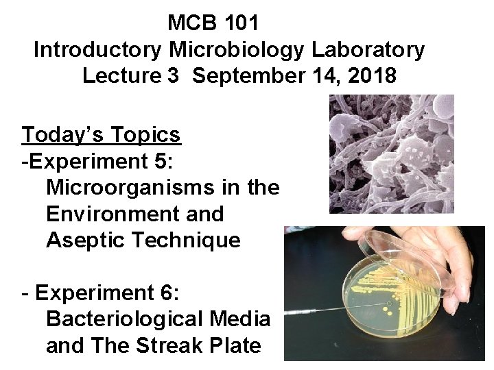 MCB 101 Introductory Microbiology Laboratory Lecture 3 September 14, 2018 Today’s Topics -Experiment 5: