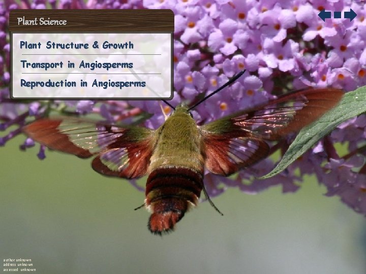 Plant Science Plant Structure & Growth Transport in Angiosperms Reproduction in Angiosperms author unknown