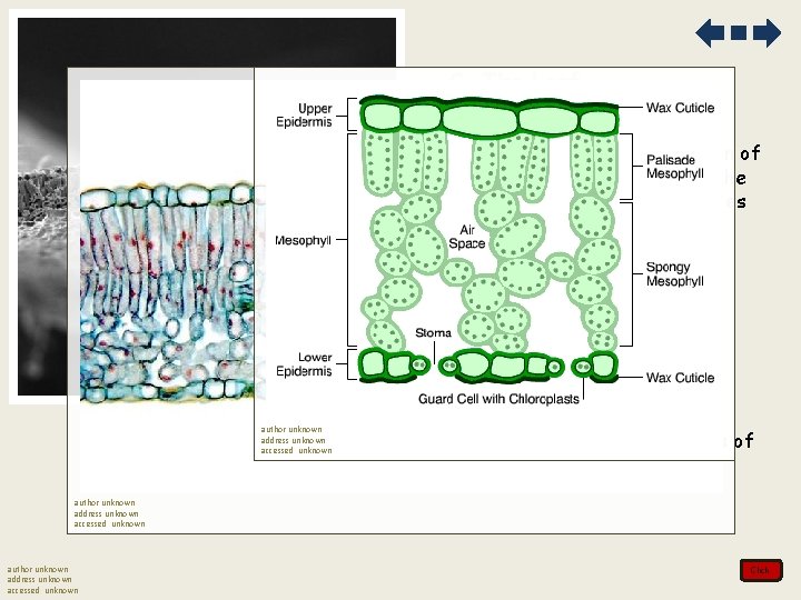 C. The Leaf 1. There is a relationship between the distribution of tissues in
