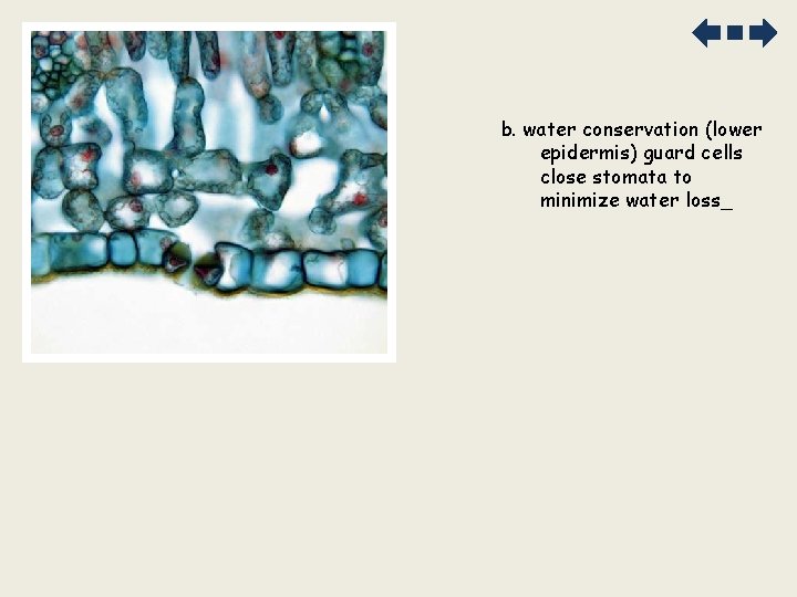 b. water conservation (lower epidermis) guard cells close stomata to minimize water loss_ 