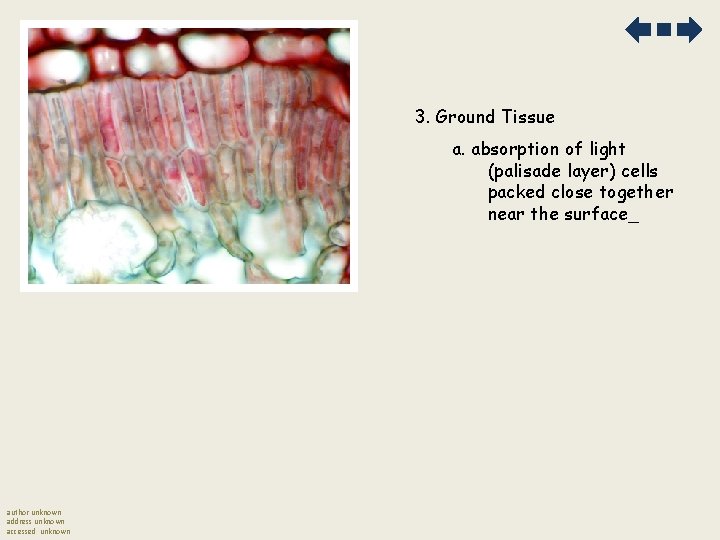 3. Ground Tissue a. absorption of light (palisade layer) cells packed close together near