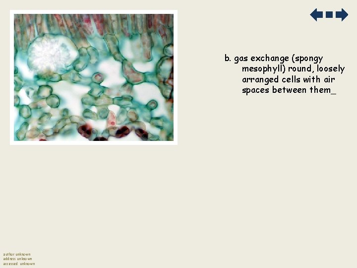 b. gas exchange (spongy mesophyll) round, loosely arranged cells with air spaces between them_