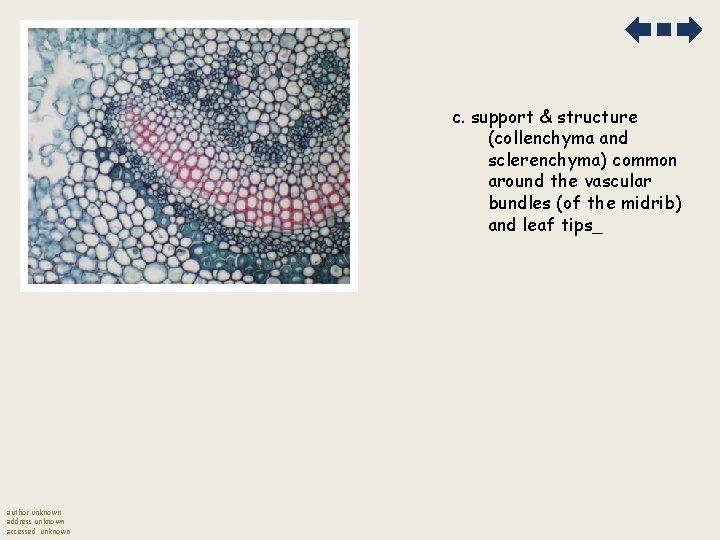 c. support & structure (collenchyma and sclerenchyma) common around the vascular bundles (of the