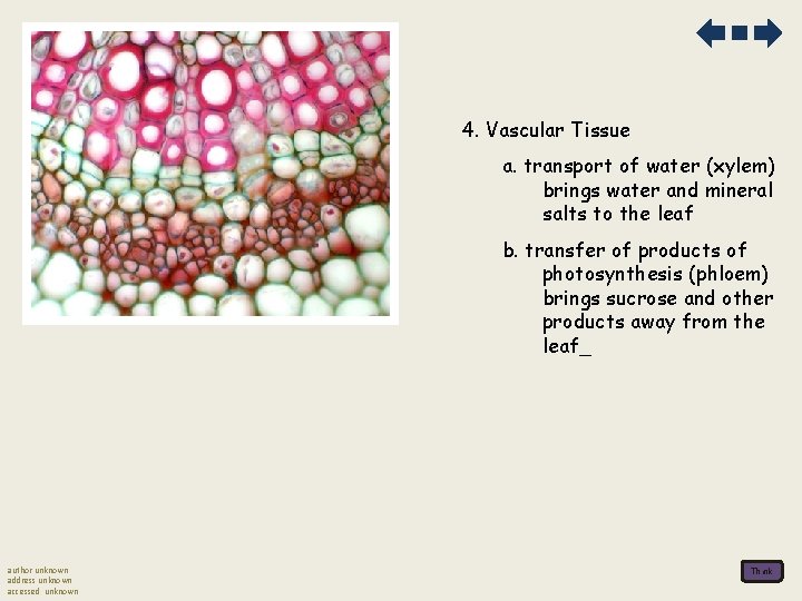 4. Vascular Tissue a. transport of water (xylem) brings water and mineral salts to