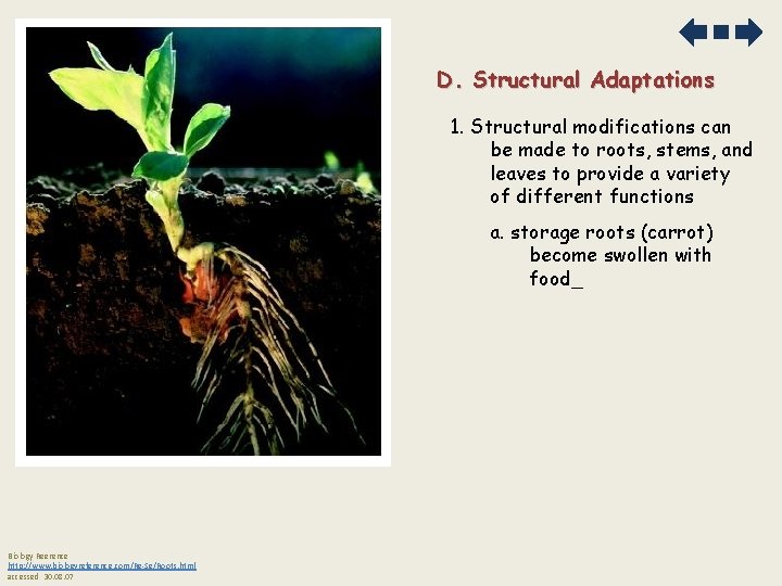 D. Structural Adaptations 1. Structural modifications can be made to roots, stems, and leaves
