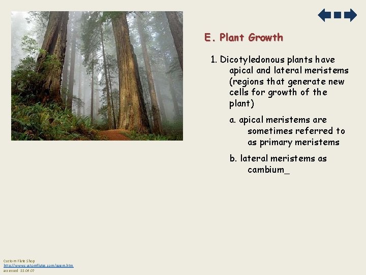 E. Plant Growth 1. Dicotyledonous plants have apical and lateral meristems (regions that generate