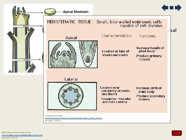 2. Compare growth due to apical and lateral meristems in dicotyledonous plants_ University of