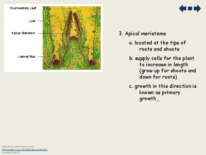 3. Apical meristems a. located at the tips of roots and shoots b. supply