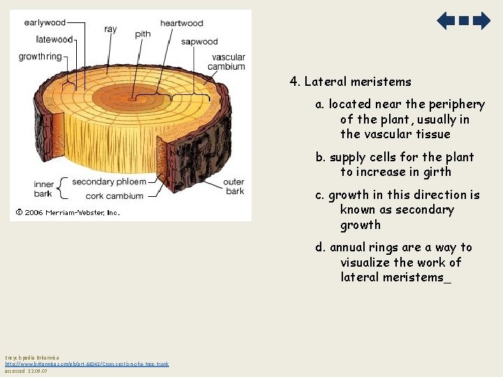 4. Lateral meristems a. located near the periphery of the plant, usually in the