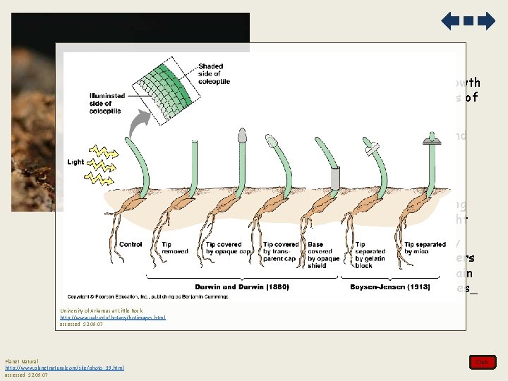 5. Hormones control the growth of both stems and roots of plants a. stimulated