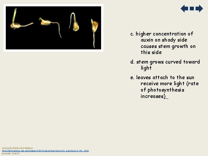 c. higher concentration of auxin on shady side causes stem growth on this side