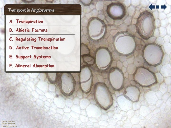 Transport in Angiosperms A. Transpiration B. Abiotic Factors C. Regulating Transpiration D. Active Translocation