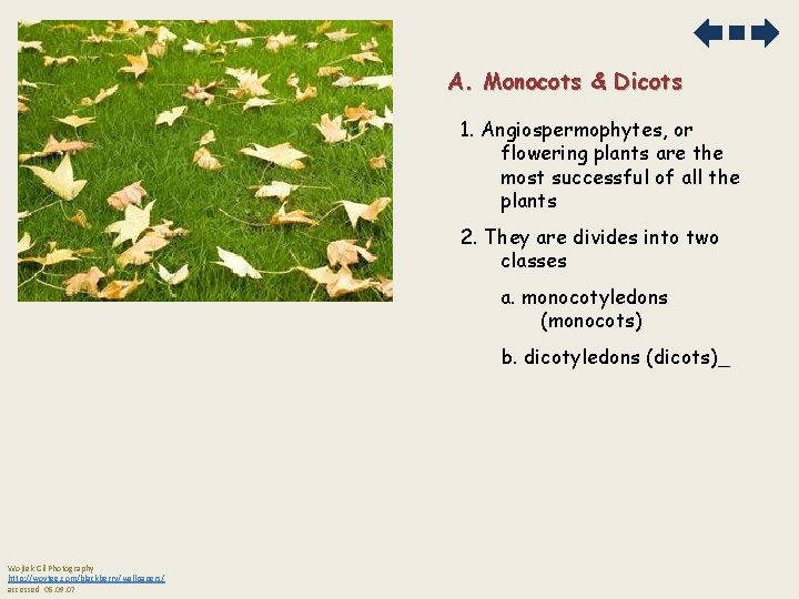 A. Monocots & Dicots 1. Angiospermophytes, or flowering plants are the most successful of
