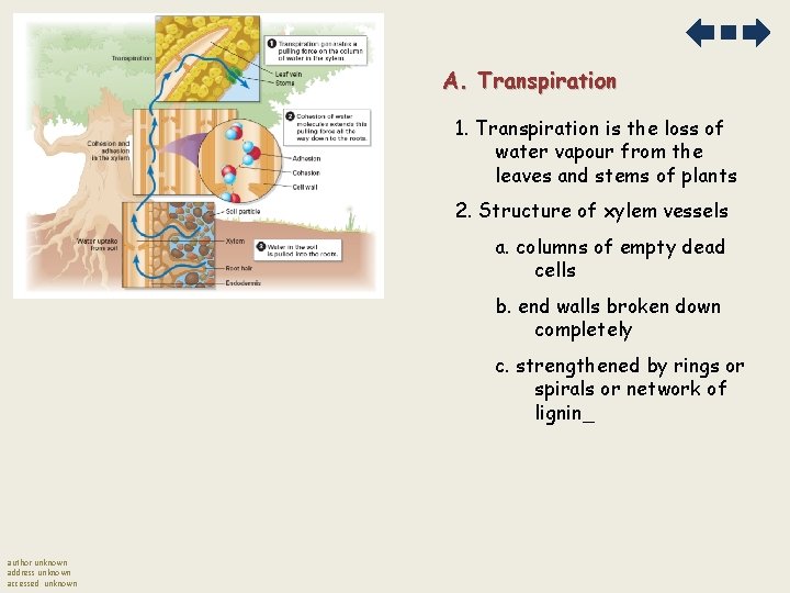 A. Transpiration 1. Transpiration is the loss of water vapour from the leaves and