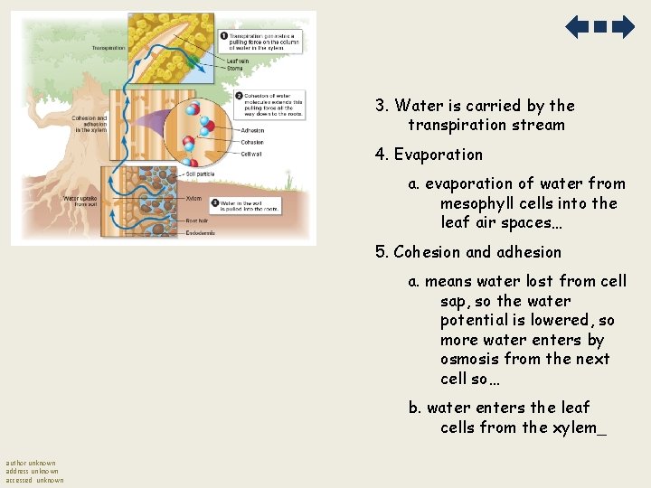 3. Water is carried by the transpiration stream 4. Evaporation a. evaporation of water