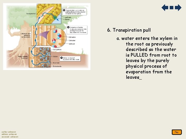 6. Transpiration pull a. water enters the xylem in the root as previously described