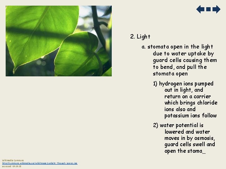 2. Light a. stomata open in the light due to water uptake by guard